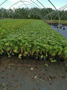 Geranium macrorrhizum geen maat specificatie 0,55L/P9cm - afbeelding 8
