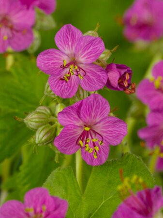 Geranium macrorrhizum geen maat specificatie 0,55L/P9cm - afbeelding 5