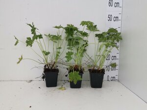 Geranium macrorrhizum geen maat specificatie 0,55L/P9cm - afbeelding 7