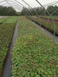 Geranium macrorrhizum geen maat specificatie 0,55L/P9cm - afbeelding 6