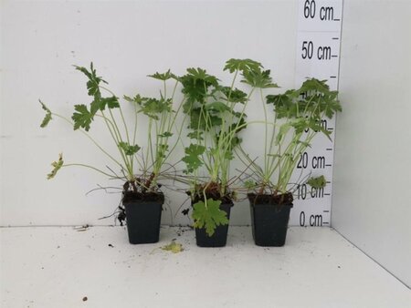 Geranium macrorrhizum geen maat specificatie 0,55L/P9cm - afbeelding 2