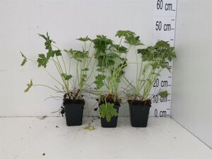 Geranium macrorrhizum geen maat specificatie 0,55L/P9cm - afbeelding 2