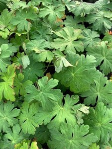 Geranium macrorrhizum geen maat specificatie 0,55L/P9cm - afbeelding 7