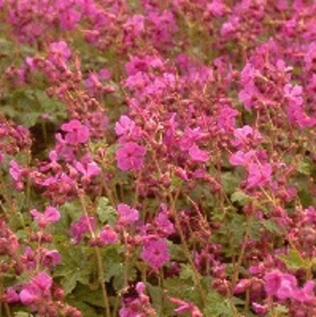 Geranium macrorrhizum geen maat specificatie 0,55L/P9cm - afbeelding 4