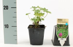 Geranium macrorrhizum geen maat specificatie 0,55L/P9cm - afbeelding 5
