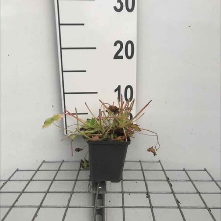 Geranium macrorrhizum geen maat specificatie 0,55L/P9cm - afbeelding 8