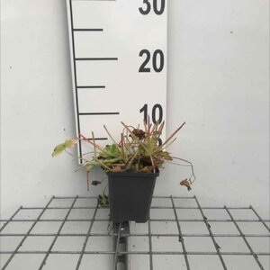 Geranium macrorrhizum geen maat specificatie 0,55L/P9cm - afbeelding 8