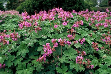 Geranium macrorrhizum geen maat specificatie 0,55L/P9cm - afbeelding 8