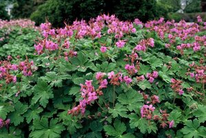 Geranium macrorrhizum geen maat specificatie 0,55L/P9cm - afbeelding 8