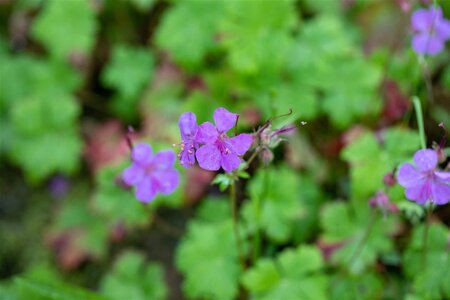 Geranium macrorrhizum geen maat specificatie 0,55L/P9cm - afbeelding 9