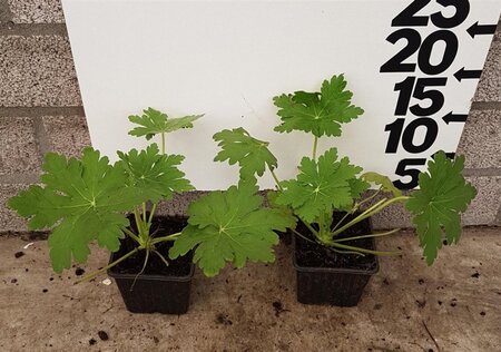 Geranium macrorrhizum geen maat specificatie 0,55L/P9cm - afbeelding 4