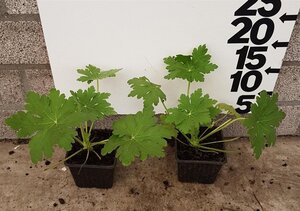 Geranium macrorrhizum geen maat specificatie 0,55L/P9cm - afbeelding 4