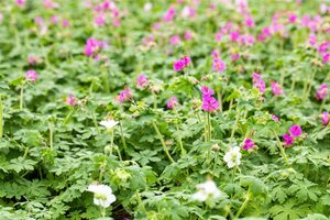 Geranium macrorrhizum geen maat specificatie 0,55L/P9cm