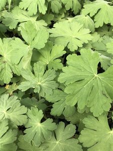 Geranium macrorrhizum geen maat specificatie 0,55L/P9cm - image 3