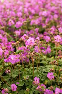 Geranium macr. 'Bevan's Variety' geen maat specificatie 0,55L/P9cm