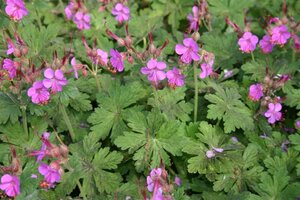 Geranium macr. 'Bevan's Variety' geen maat specificatie 0,55L/P9cm - afbeelding 4