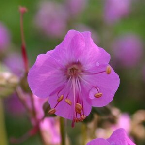 Geranium macr. 'Bevan's Variety' geen maat specificatie 0,55L/P9cm - afbeelding 5