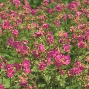 Geranium macr. 'Bevan's Variety' geen maat specificatie 0,55L/P9cm - afbeelding 6