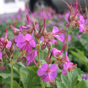 Geranium macr. 'Bevan's Variety' geen maat specificatie 0,55L/P9cm - afbeelding 7