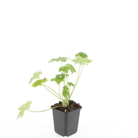 Geranium macr. 'Bevan's Variety' geen maat specificatie 0,55L/P9cm - afbeelding 4