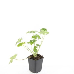 Geranium macr. 'Bevan's Variety' geen maat specificatie 0,55L/P9cm - afbeelding 4