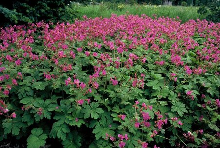 Geranium macr. 'Bevan's Variety' geen maat specificatie 0,55L/P9cm - afbeelding 4