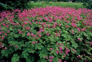 Geranium macr. 'Bevan's Variety' geen maat specificatie 0,55L/P9cm - afbeelding 4