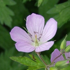 Geranium macul. 'Chatto' geen maat specificatie 0,55L/P9cm