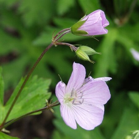 Geranium macul. 'Chatto' geen maat specificatie 0,55L/P9cm - afbeelding 2