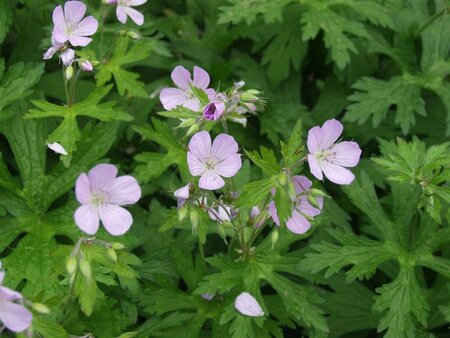 Geranium macul. 'Chatto' geen maat specificatie 0,55L/P9cm - afbeelding 3