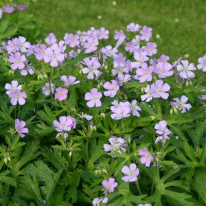Geranium macul. 'Chatto' geen maat specificatie 0,55L/P9cm - afbeelding 4