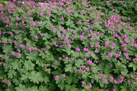 Geranium macr. 'Czakor' geen maat specificatie 0,55L/P9cm - afbeelding 4