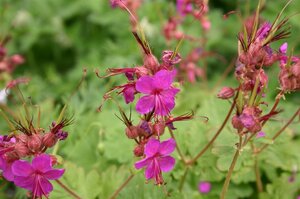 Geranium macr. 'Czakor' geen maat specificatie 0,55L/P9cm - afbeelding 5