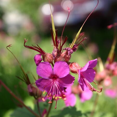 Geranium macr. 'Czakor' geen maat specificatie 0,55L/P9cm - afbeelding 6
