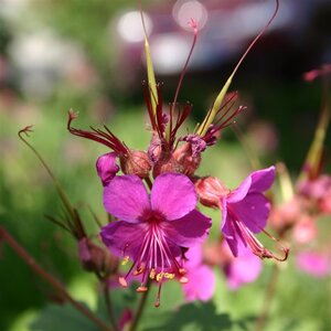 Geranium macr. 'Czakor' geen maat specificatie 0,55L/P9cm - afbeelding 6