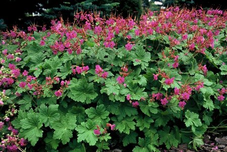 Geranium macr. 'Czakor' geen maat specificatie 0,55L/P9cm - afbeelding 5