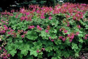Geranium macr. 'Czakor' geen maat specificatie 0,55L/P9cm - afbeelding 5