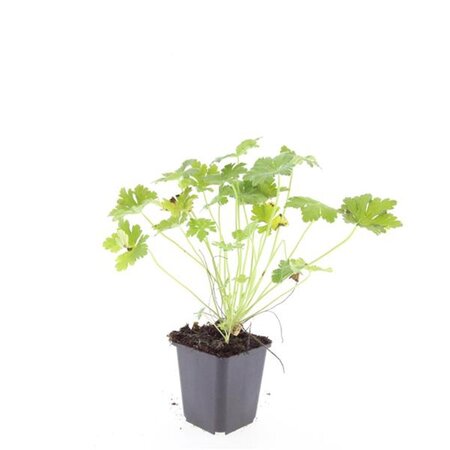 Geranium macr. 'Czakor' geen maat specificatie 0,55L/P9cm - afbeelding 6