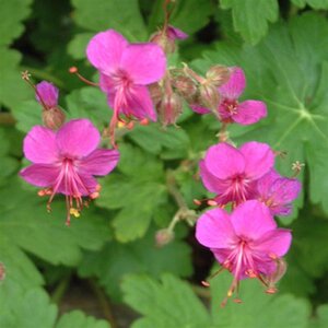 Geranium macr. 'Czakor' geen maat specificatie 0,55L/P9cm - afbeelding 2