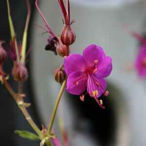 Geranium macr. 'Czakor' geen maat specificatie 0,55L/P9cm - afbeelding 7