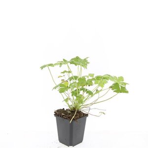 Geranium macr. 'Czakor' geen maat specificatie 0,55L/P9cm - afbeelding 4
