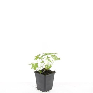 Geranium macr. 'Czakor' geen maat specificatie 0,55L/P9cm - afbeelding 3