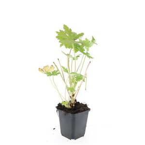 Geranium macr. 'Ingwersen's Var.' geen maat specificatie 0,55L/P9cm - afbeelding 9