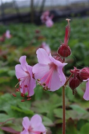 Geranium macr. 'Ingwersen's Var.' geen maat specificatie 0,55L/P9cm - afbeelding 3