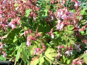 Geranium macr. 'Ingwersen's Var.' geen maat specificatie 0,55L/P9cm - afbeelding 4