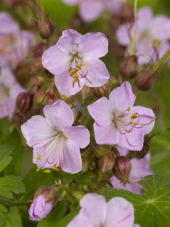 Geranium macr. 'Ingwersen's Var.' geen maat specificatie 0,55L/P9cm - afbeelding 3