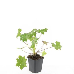 Geranium macr. 'Ingwersen's Var.' geen maat specificatie 0,55L/P9cm - afbeelding 7