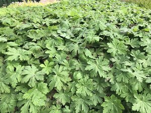 Geranium macr. 'Ingwersen's Var.' geen maat specificatie 0,55L/P9cm