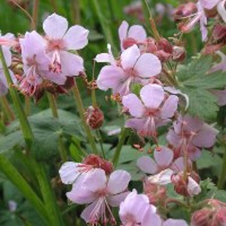 Geranium macr. 'Ingwersen's Var.' geen maat specificatie 0,55L/P9cm - afbeelding 2