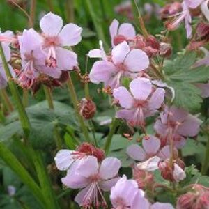 Geranium macr. 'Ingwersen's Var.' geen maat specificatie 0,55L/P9cm - afbeelding 2